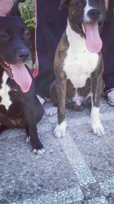 ai character: tú dos perros background