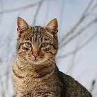 chat with ai character: ve este chat