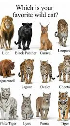 ai character: Big cat enclosure background