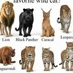 chat with ai character: Big cat enclosure