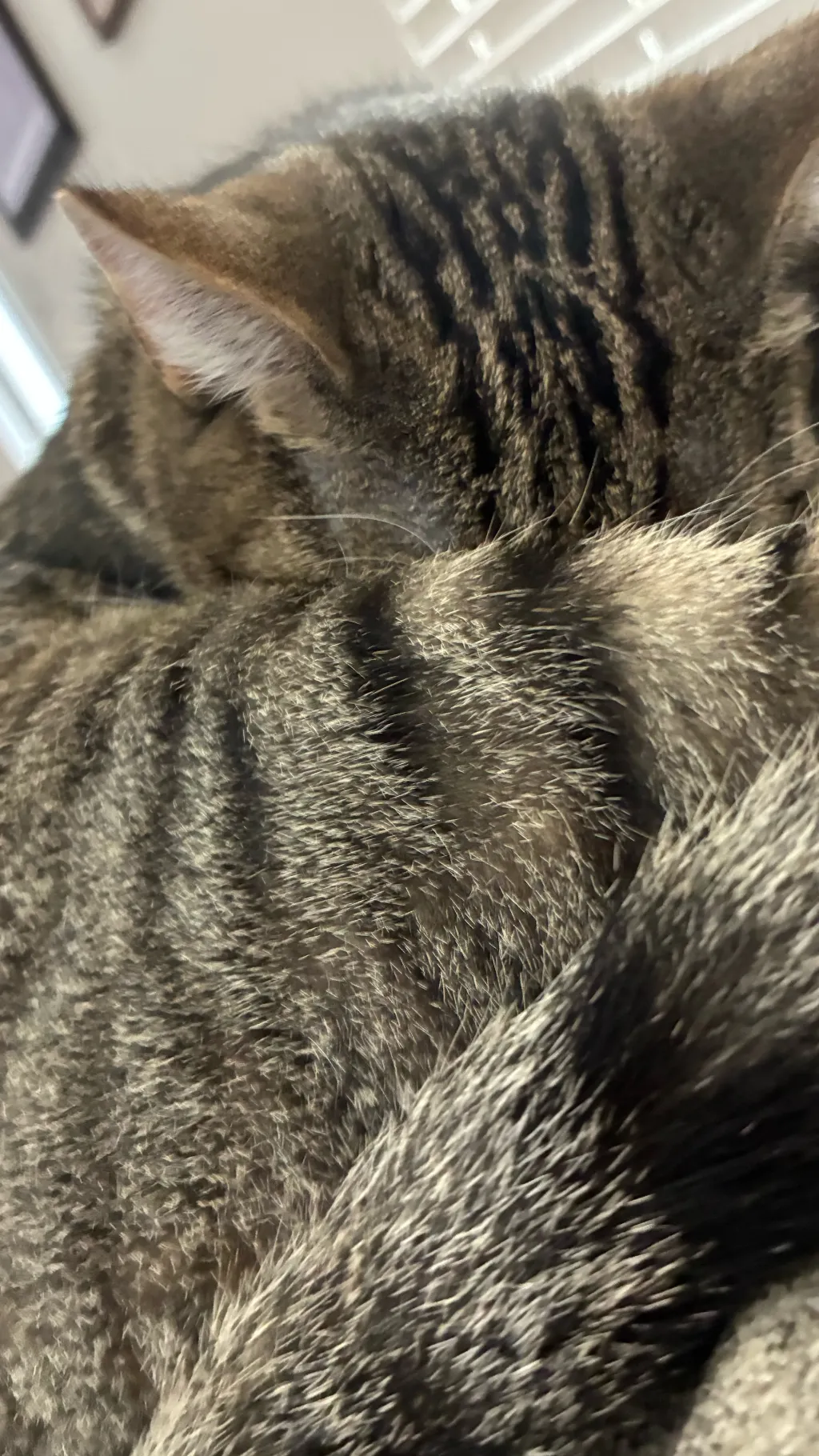 ai character: Ricky the kitten  background