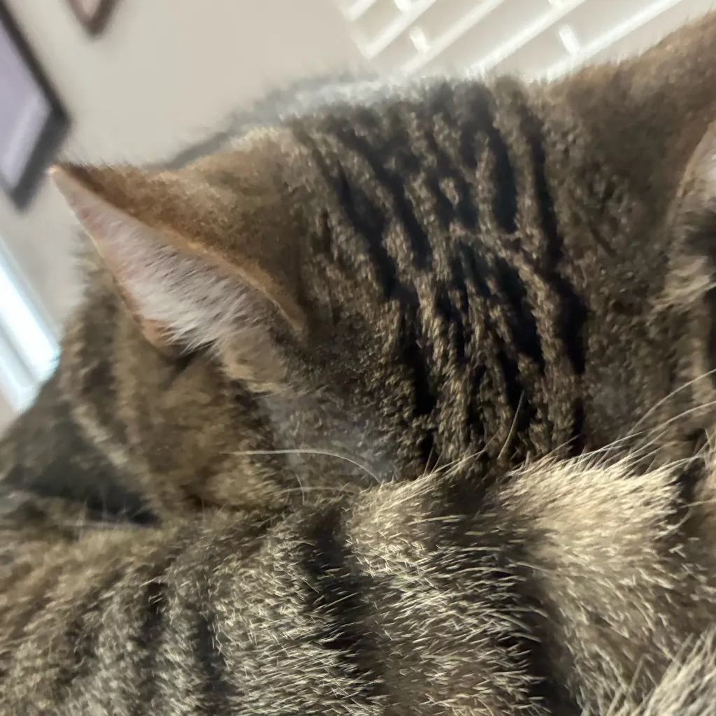 chat with ai character: Ricky the kitten 