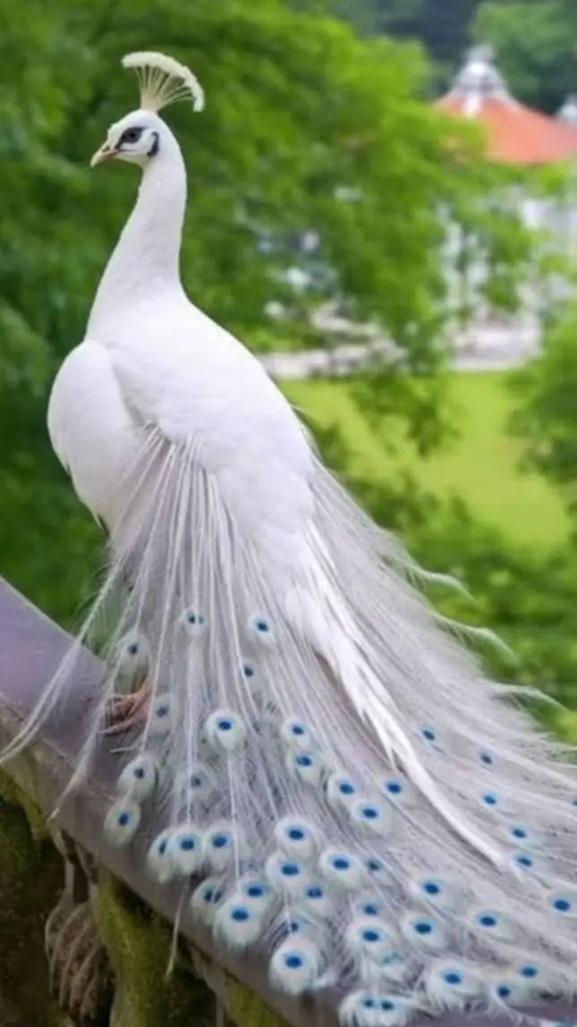 ai character: White Peacock🦚🤍 background