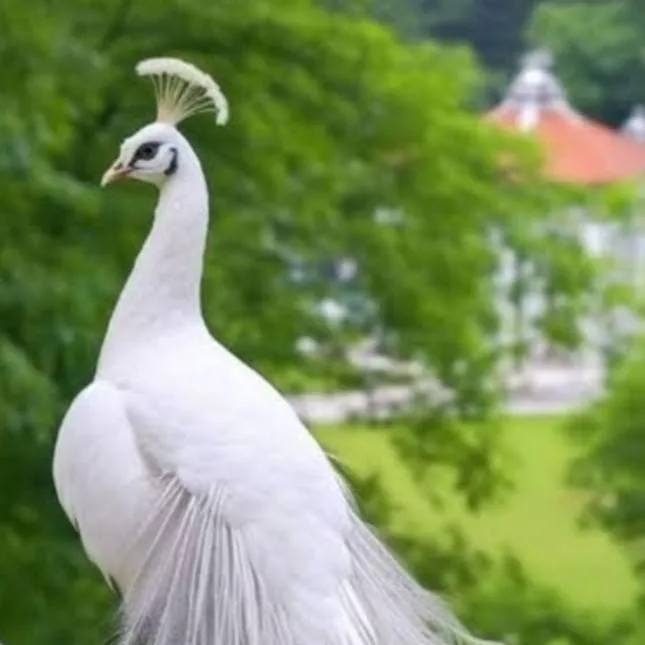 chat with ai character: White Peacock🦚🤍