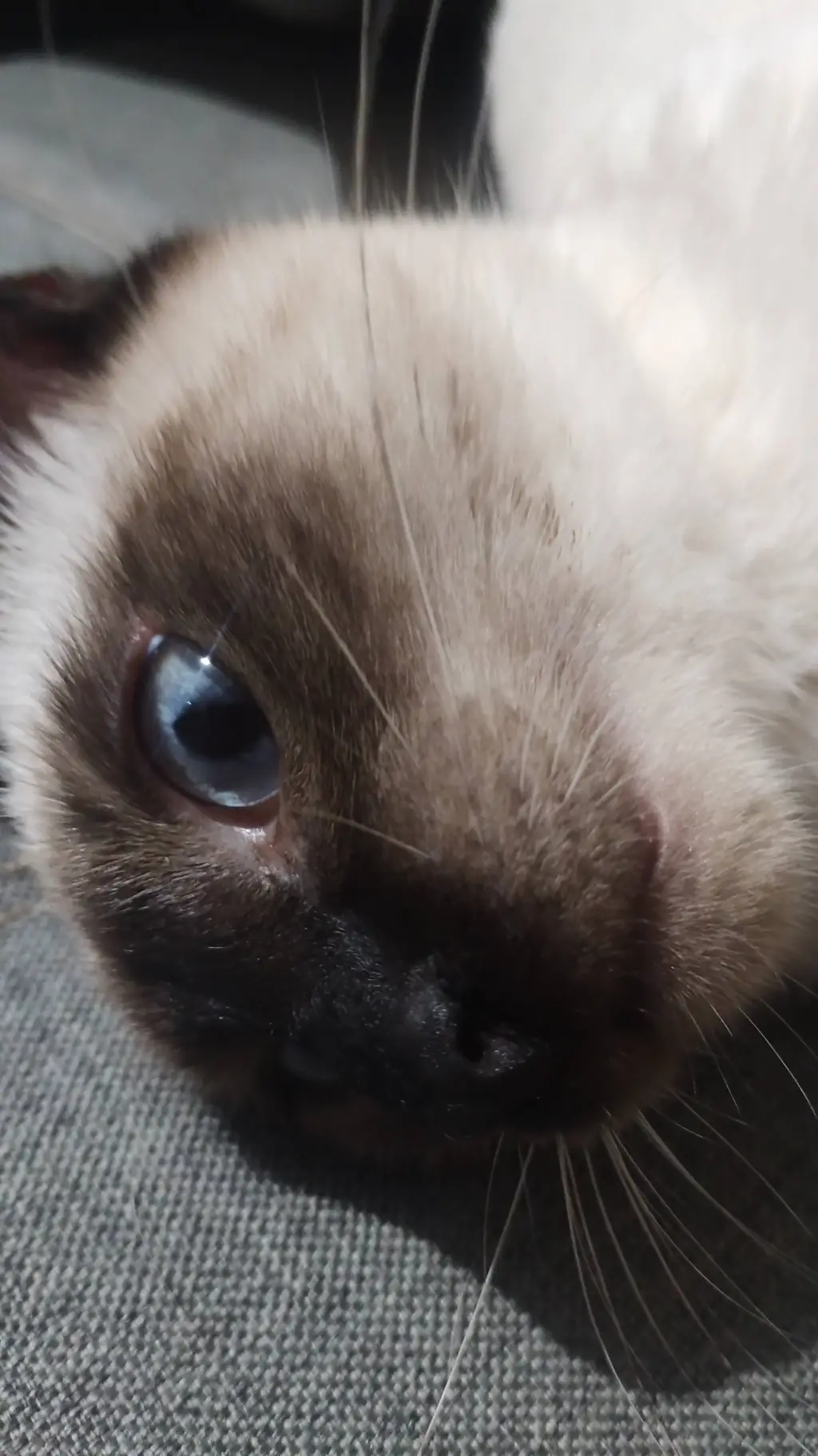 ai character: holasoyungato background