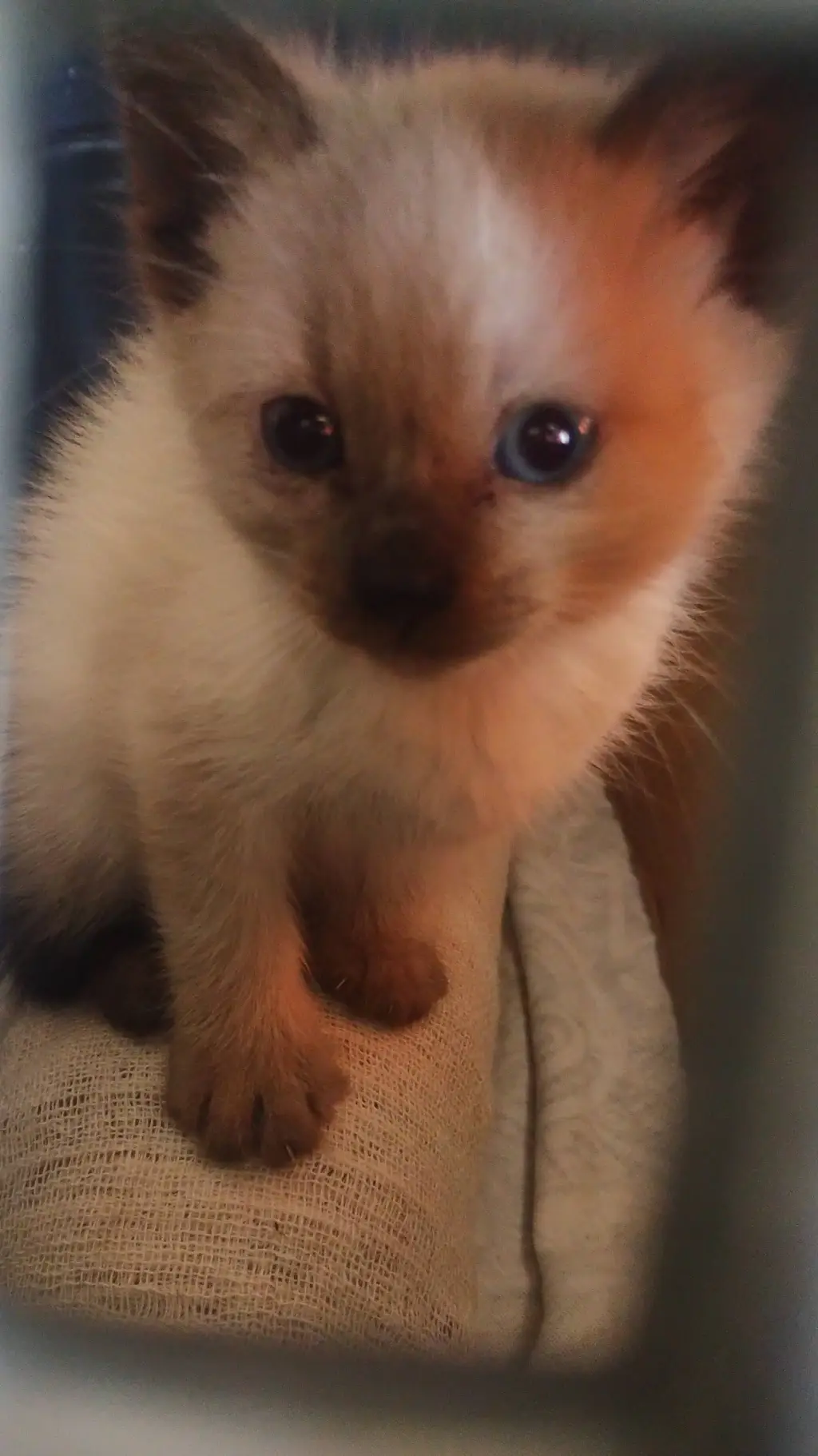 ai character: holasoyungato 2.0 background