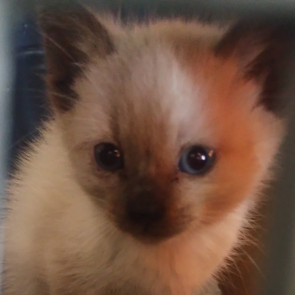 chat with ai character: holasoyungato 2.0