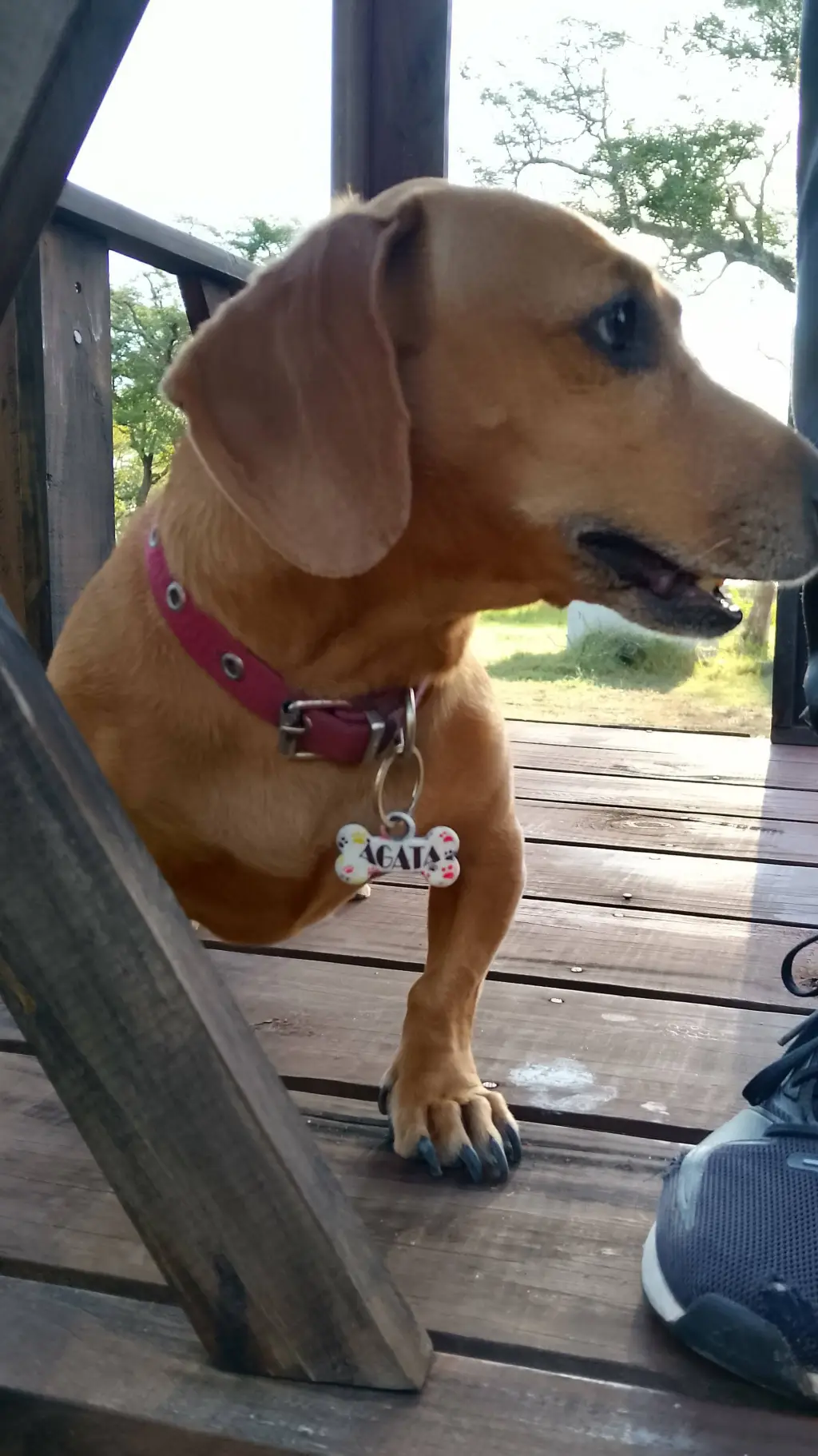 ai character: Agata background