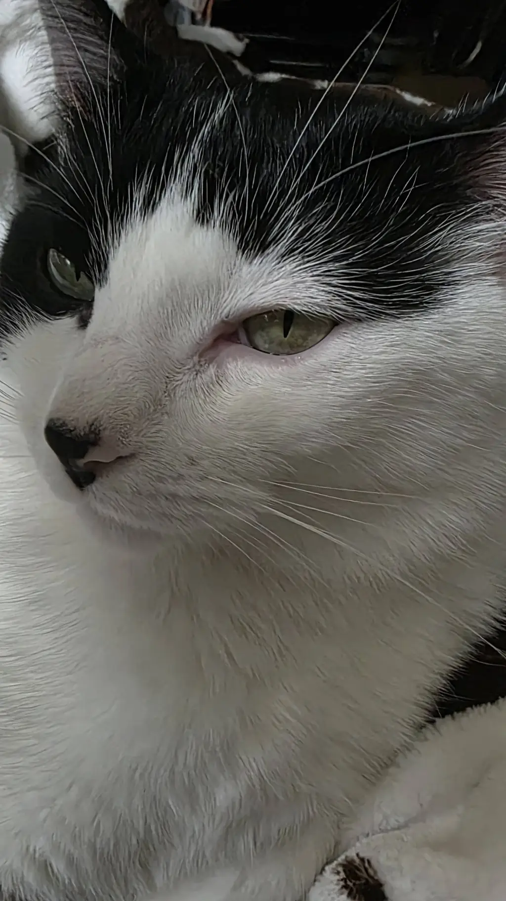 ai character: your cat background