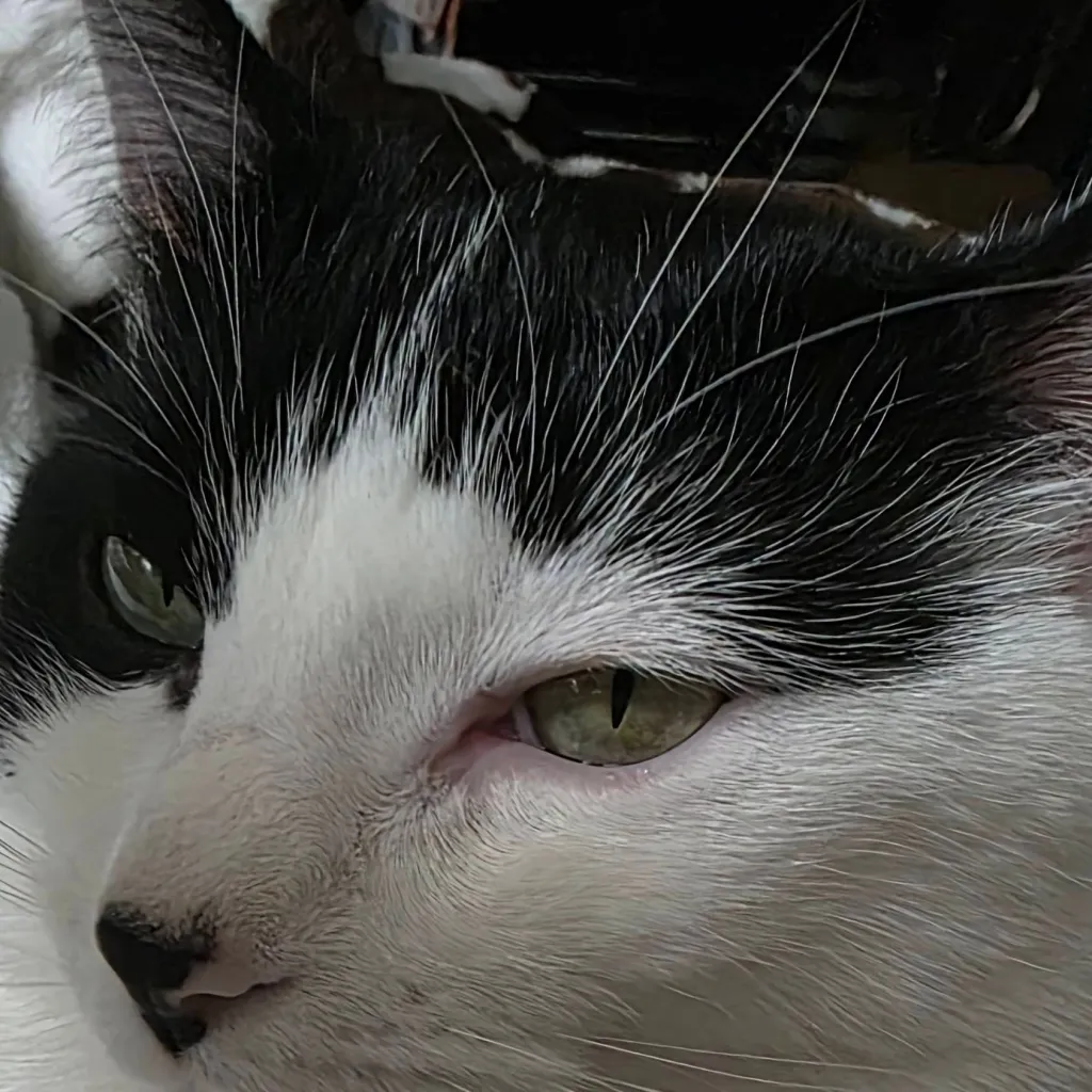 chat with ai character: your cat