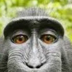 chat with ai character: Annoying monkey 