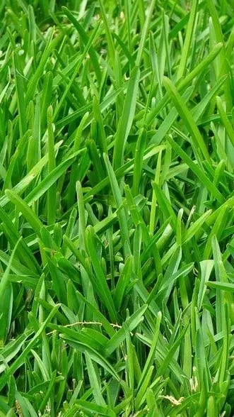 ai character: Grass  background