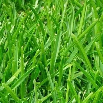 chat with ai character: Grass 