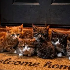 chat with ai character: flooded kittens! 