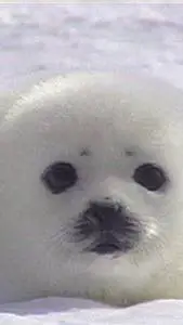 ai character: cute seal background