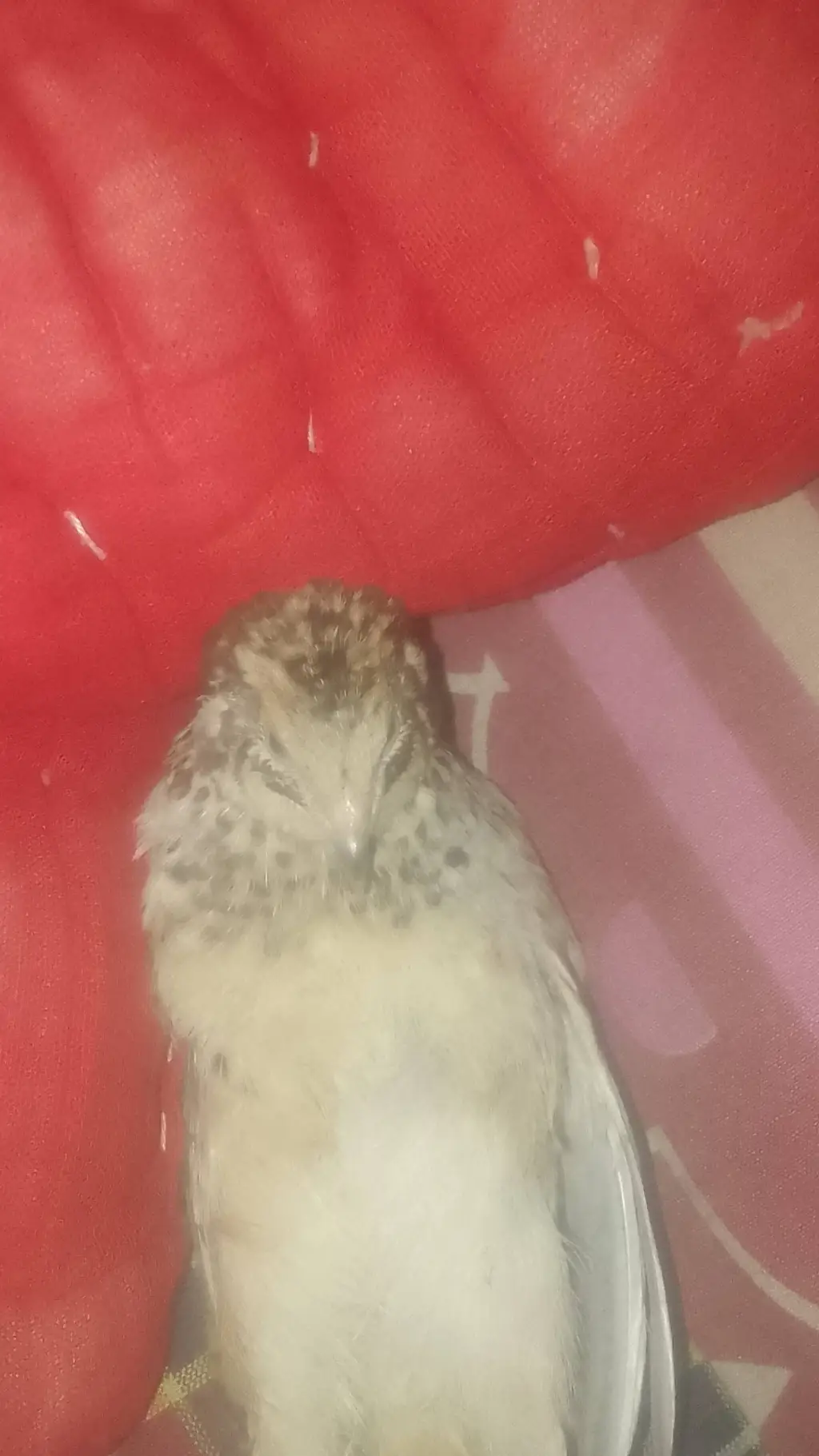 ai character: bird background