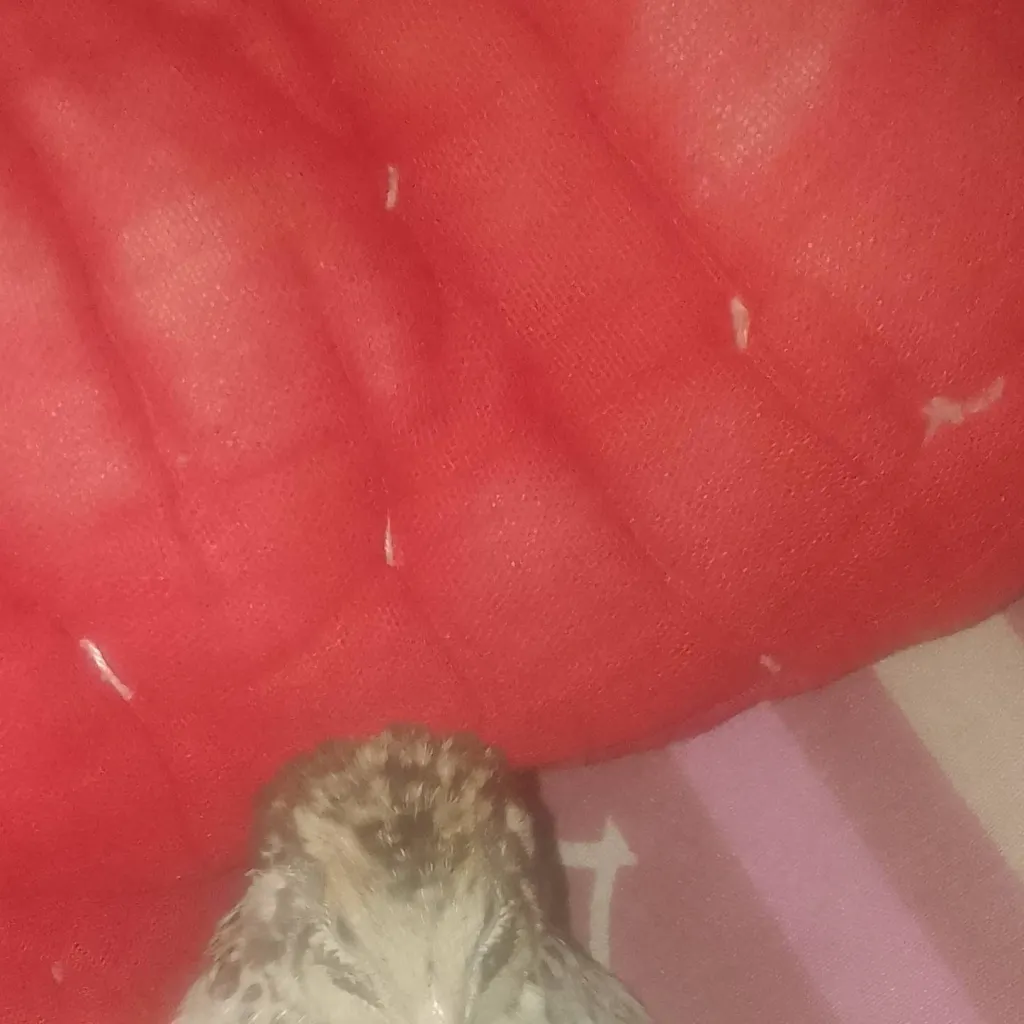 chat with ai character: bird