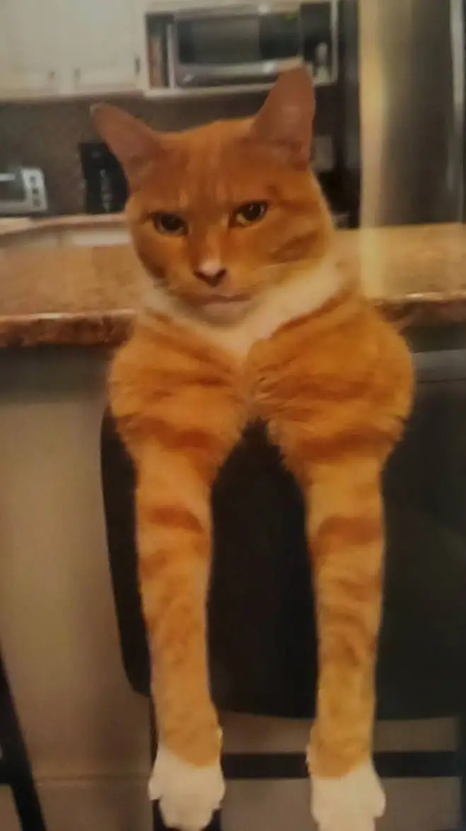 ai character: Cat😭💀💀💀 background