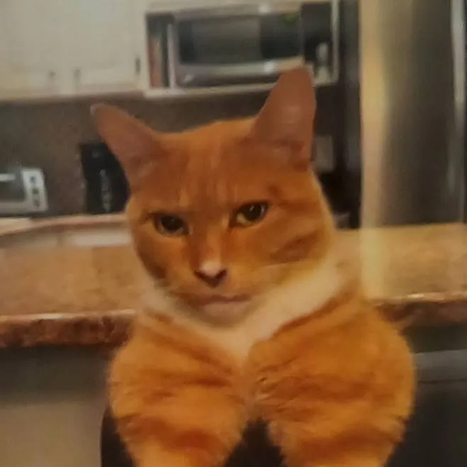 chat with ai character: Cat😭💀💀💀