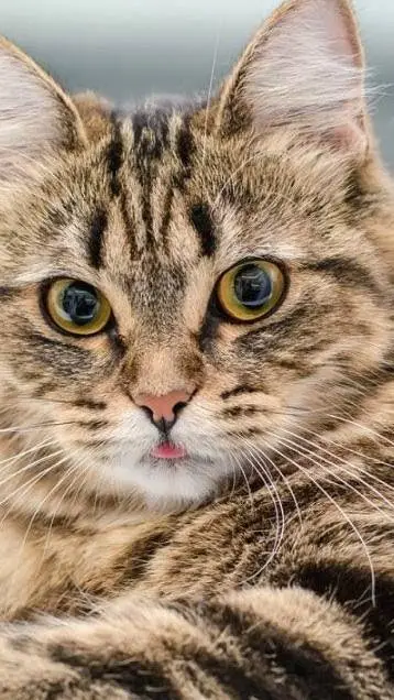 ai character: MHA cats background