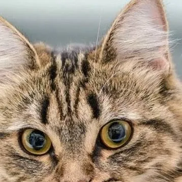chat with ai character: MHA cats
