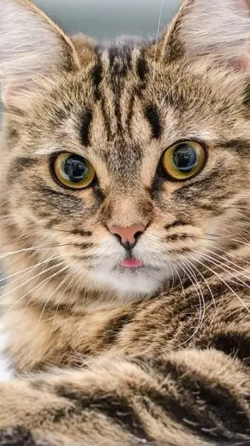 ai character: MHA boy cats background