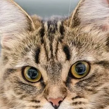 chat with ai character: MHA boy cats