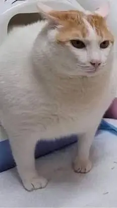 ai character: a cat background