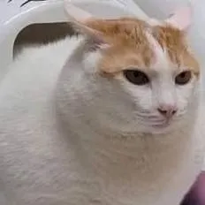 chat with ai character: a cat