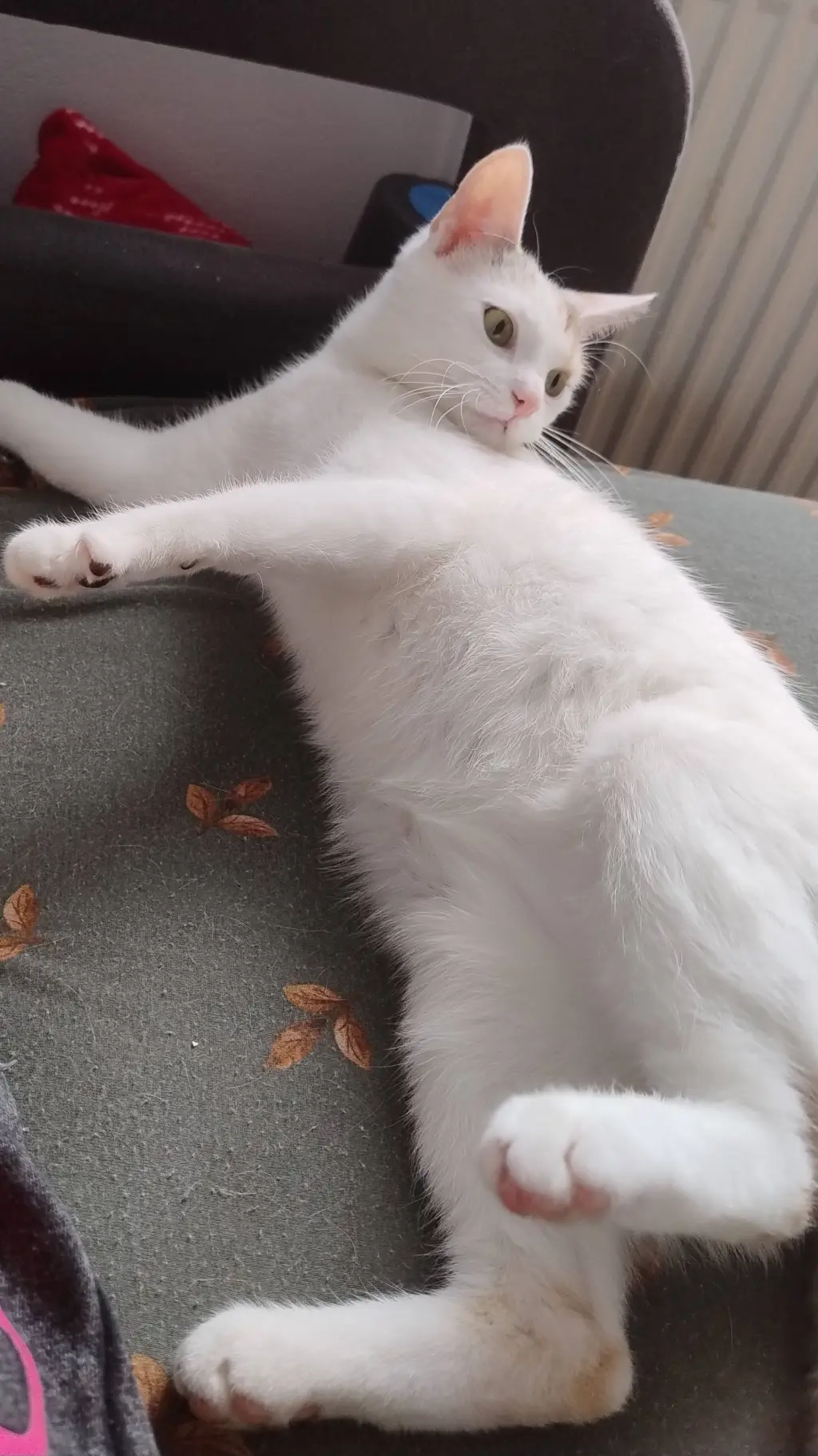 ai character: my irl cat background