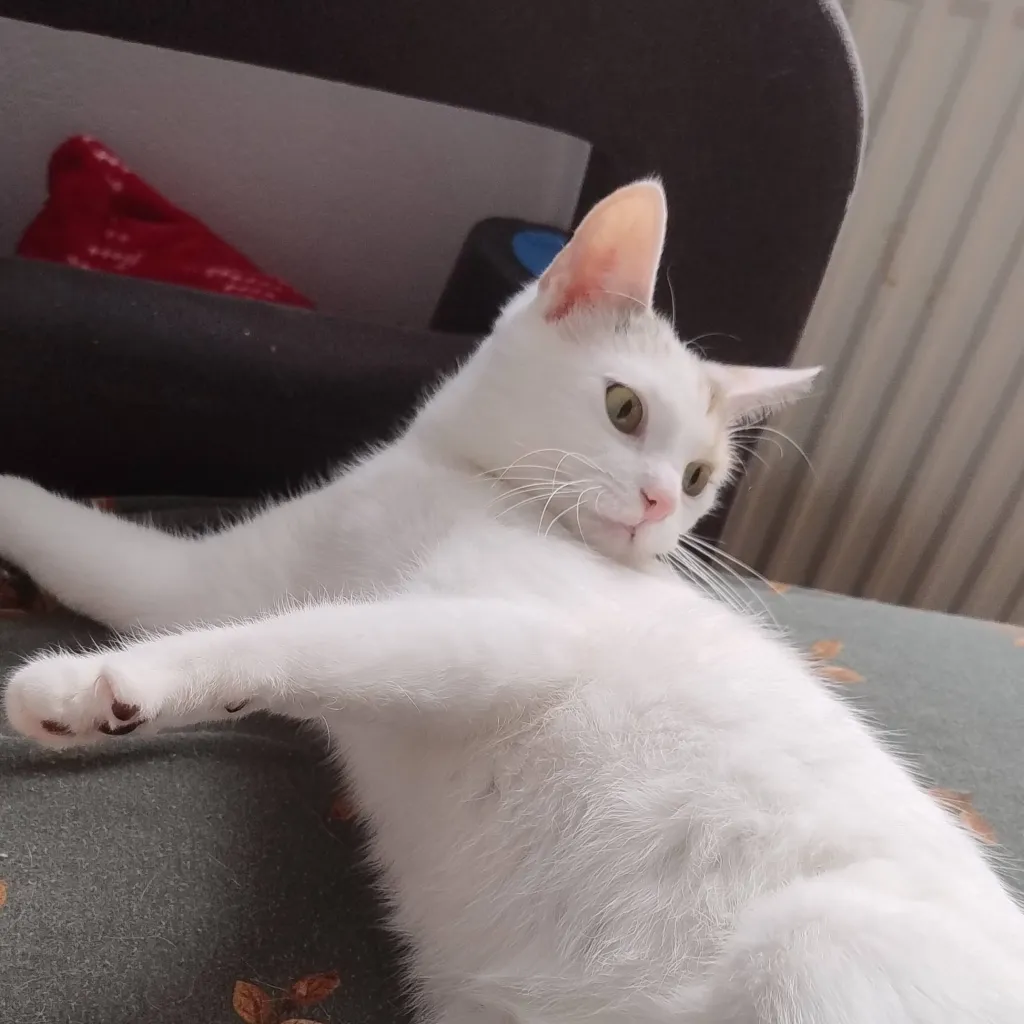 chat with ai character: my irl cat