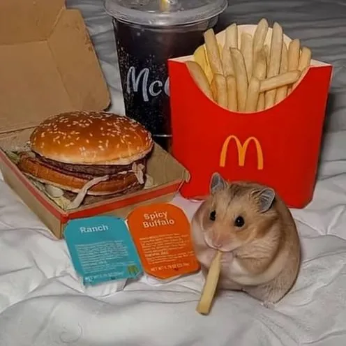 chat with ai character: big back hamster