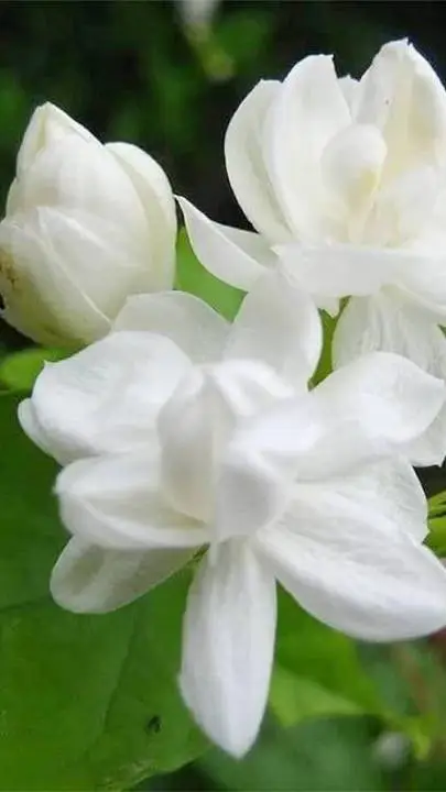 ai character: 4 - SAMPAGUITA background