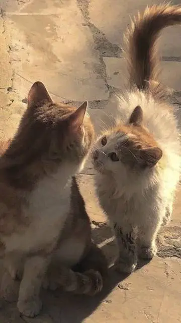 ai character: Enha! background