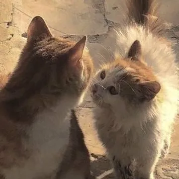 chat with ai character: Enha!