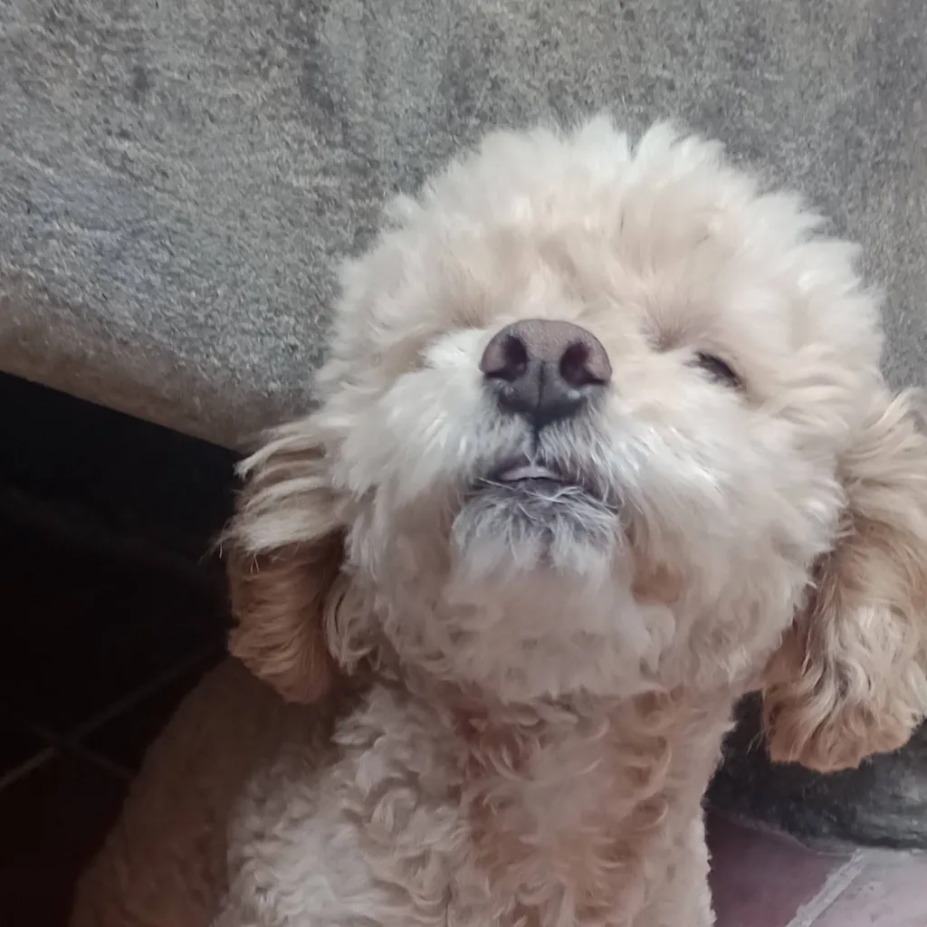 chat with ai character: perro