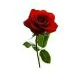 chat with ai character: For You Dormia🌹