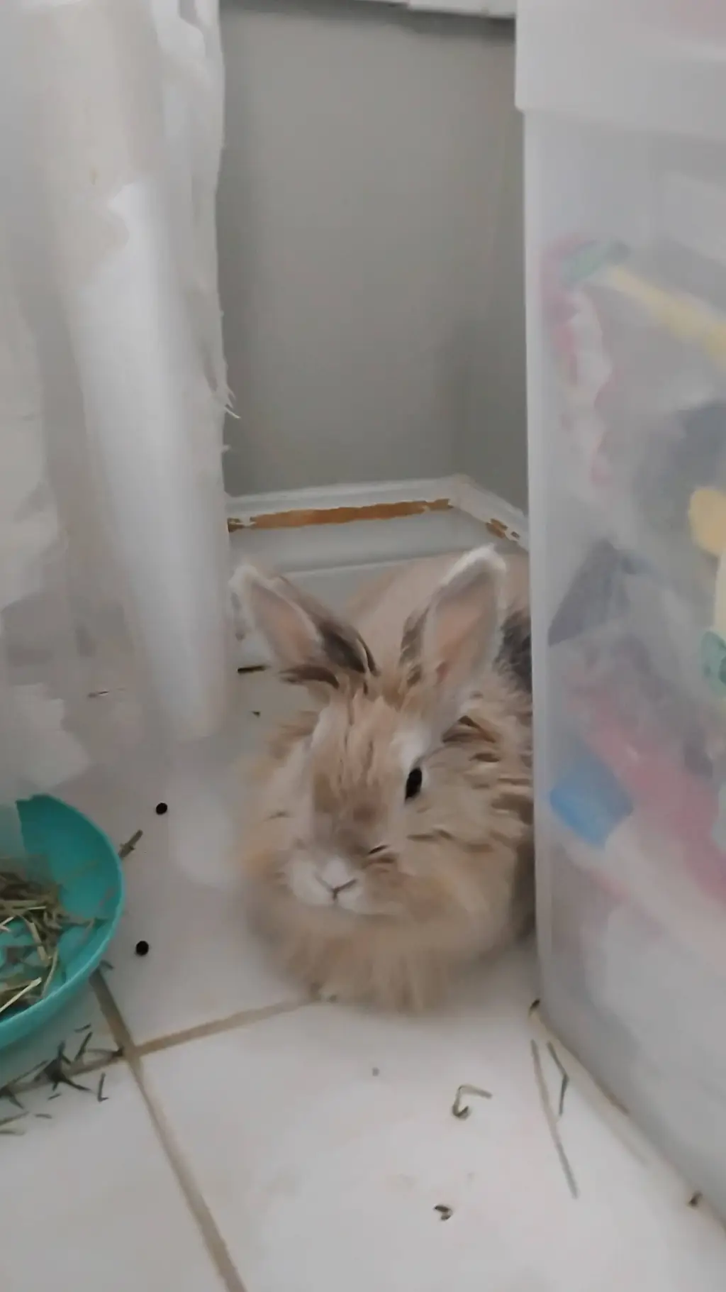 ai character: Toffee the rabbit  background