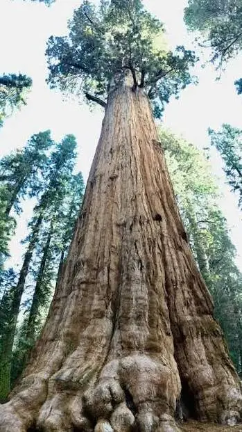 ai character: Giant Sequoia background