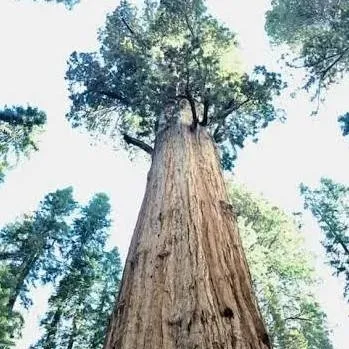 chat with ai character: Giant Sequoia
