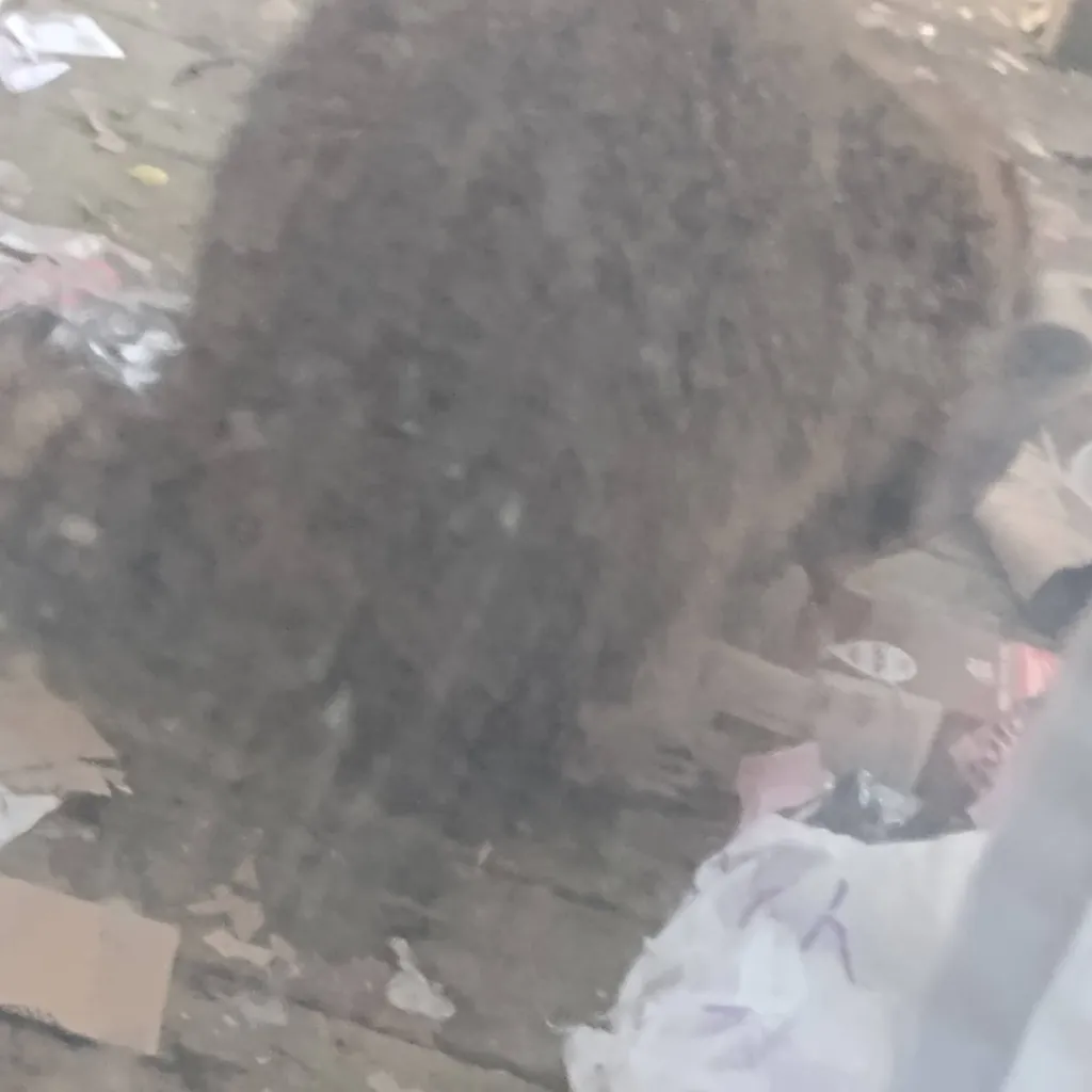 chat with ai character: Raccoon 