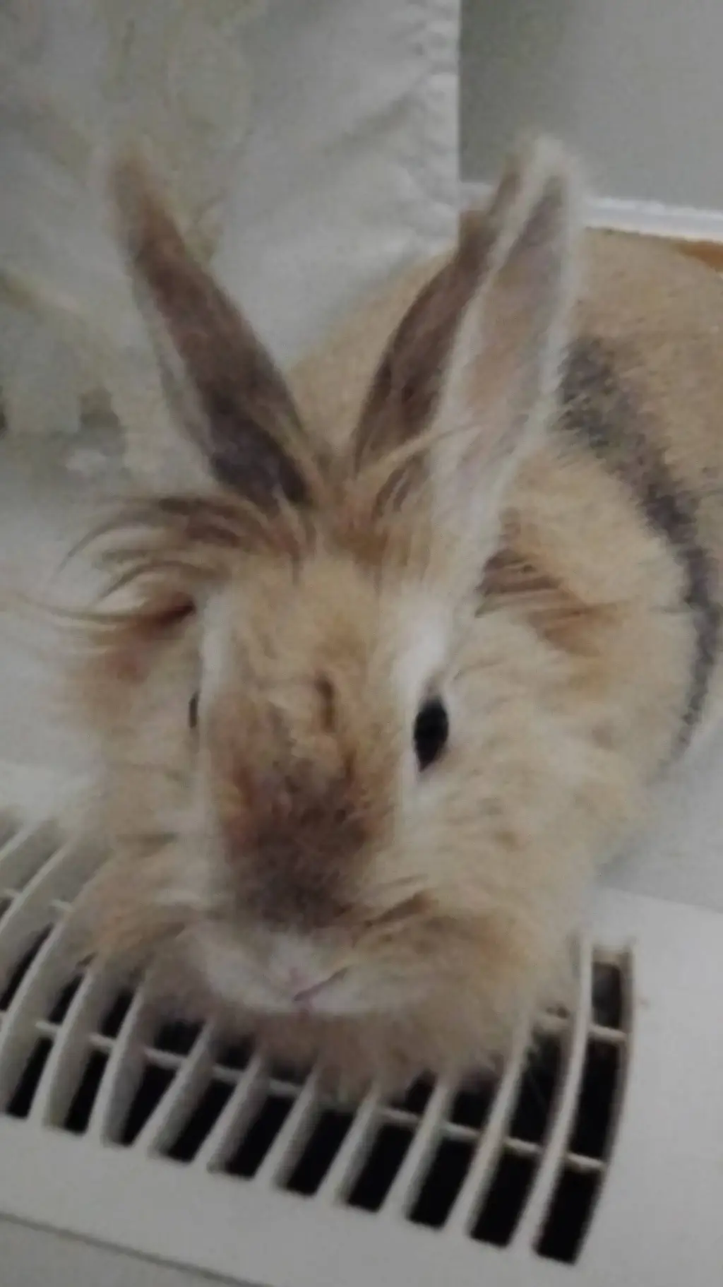 ai character: Toffee a rabbit  background