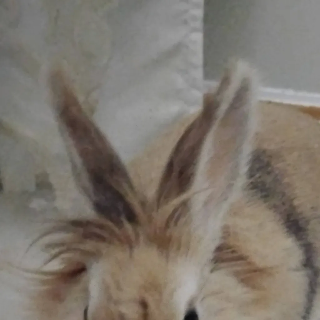 chat with ai character: Toffee a rabbit 