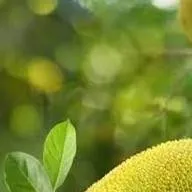 chat with ai character: Jackfruit 