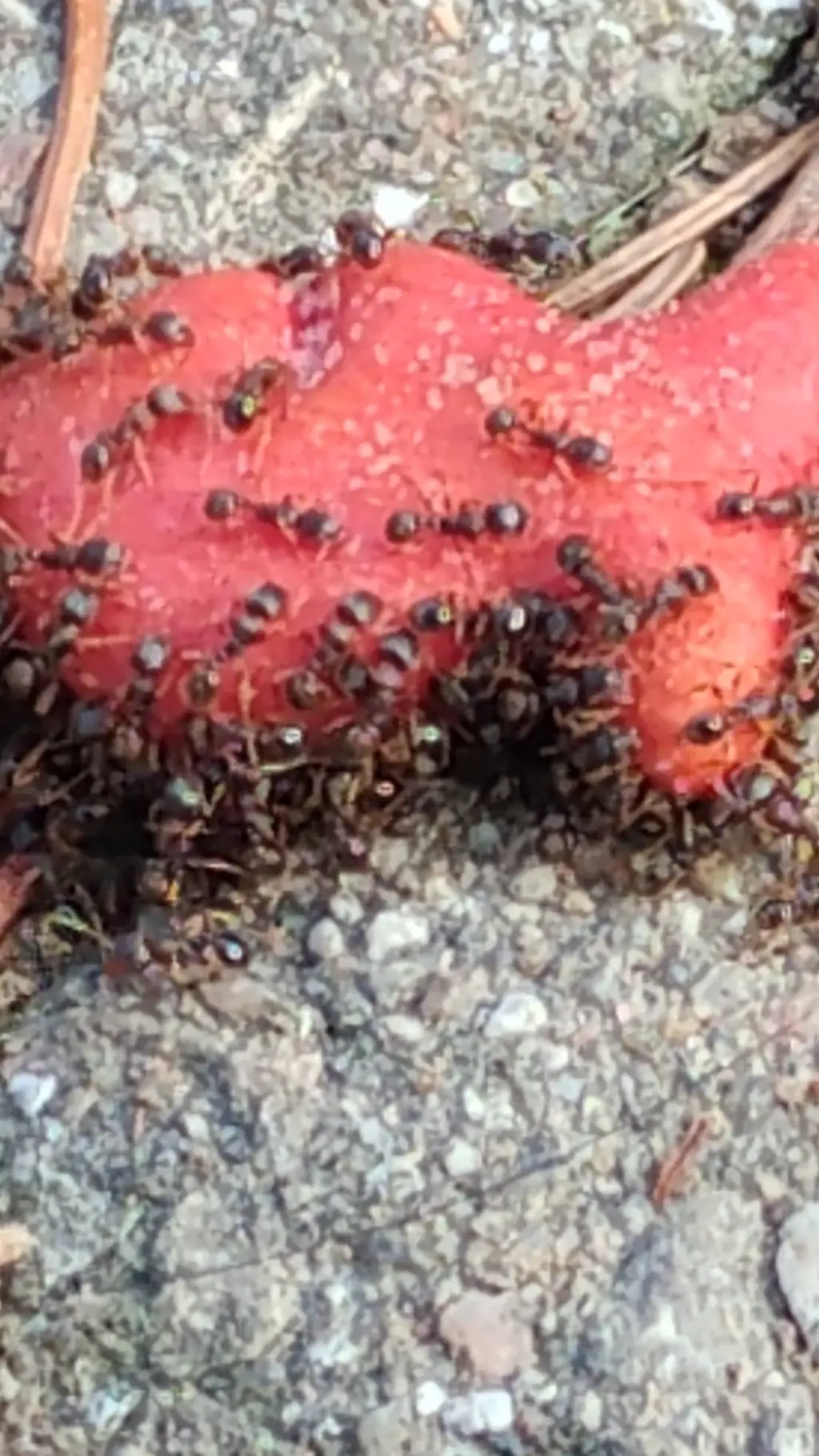 ai character: The ants  background
