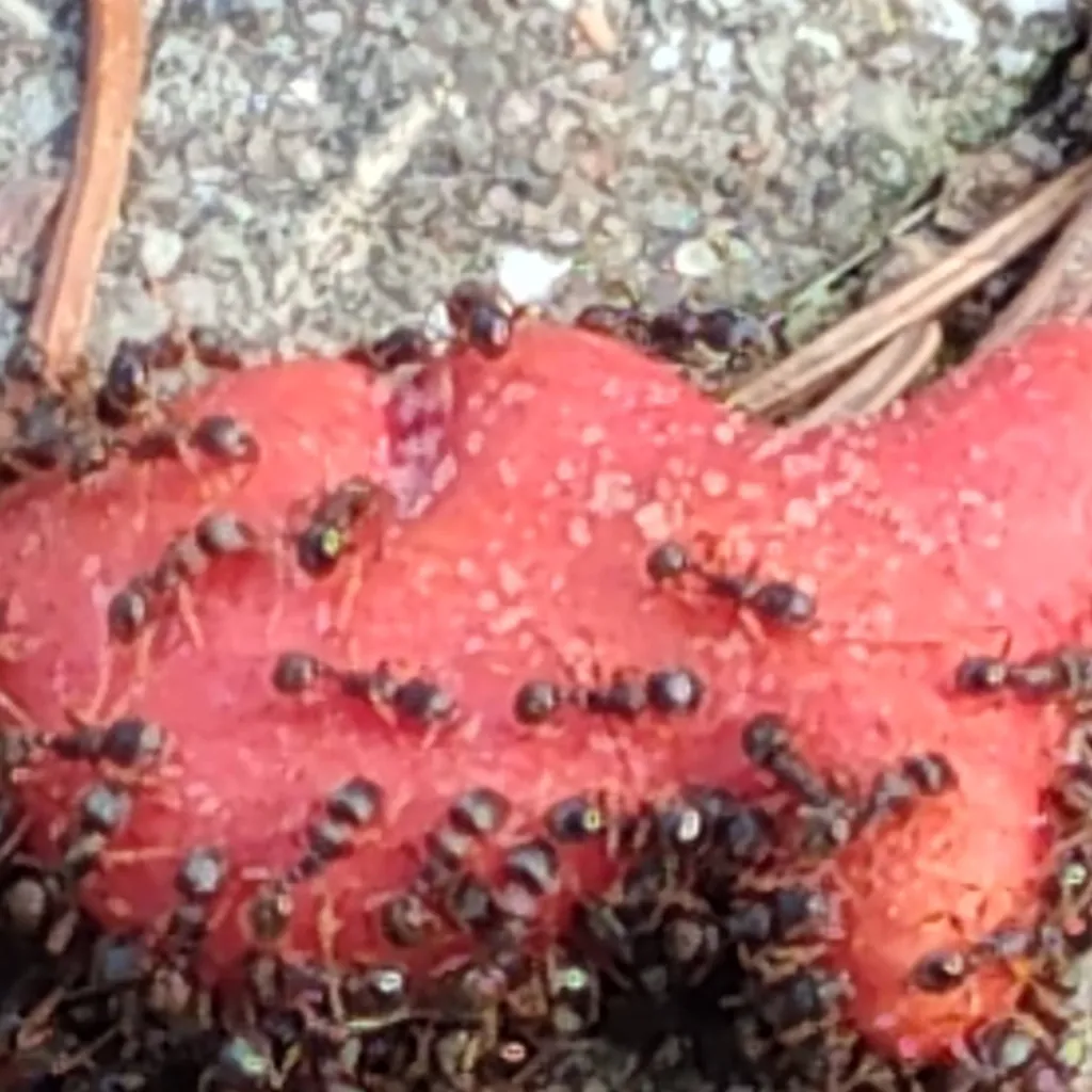 chat with ai character: The ants 
