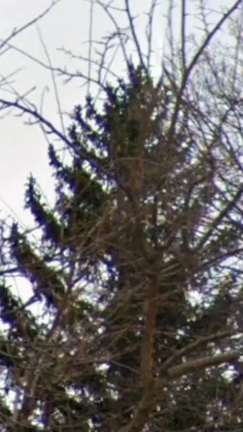 ai character: Gerald the spruce! background