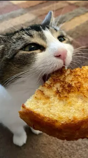 ai character: Cheese the cat background