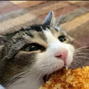 chat with ai character: Cheese the cat