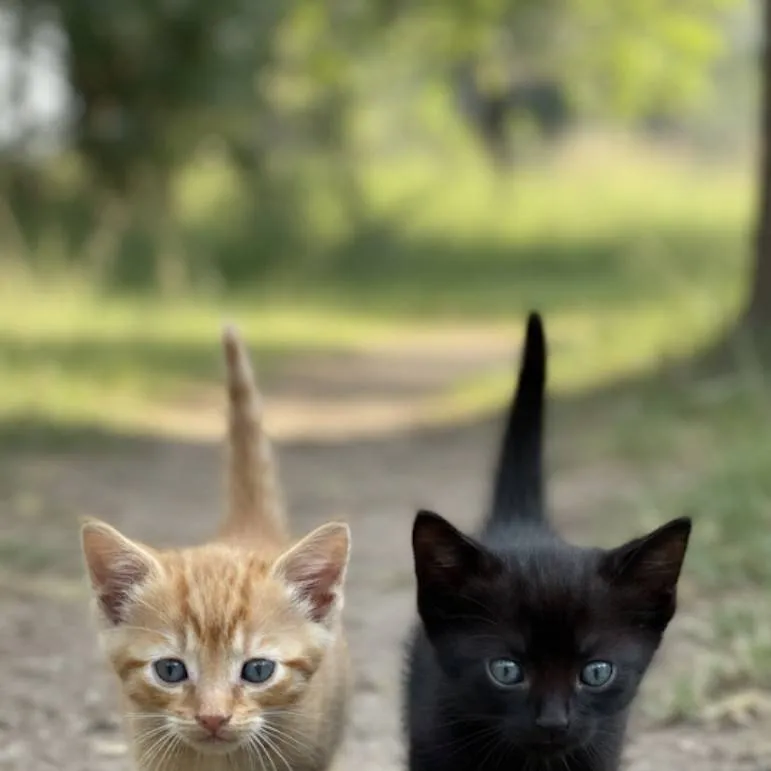 chat with ai character: Gilbert & Brownie
